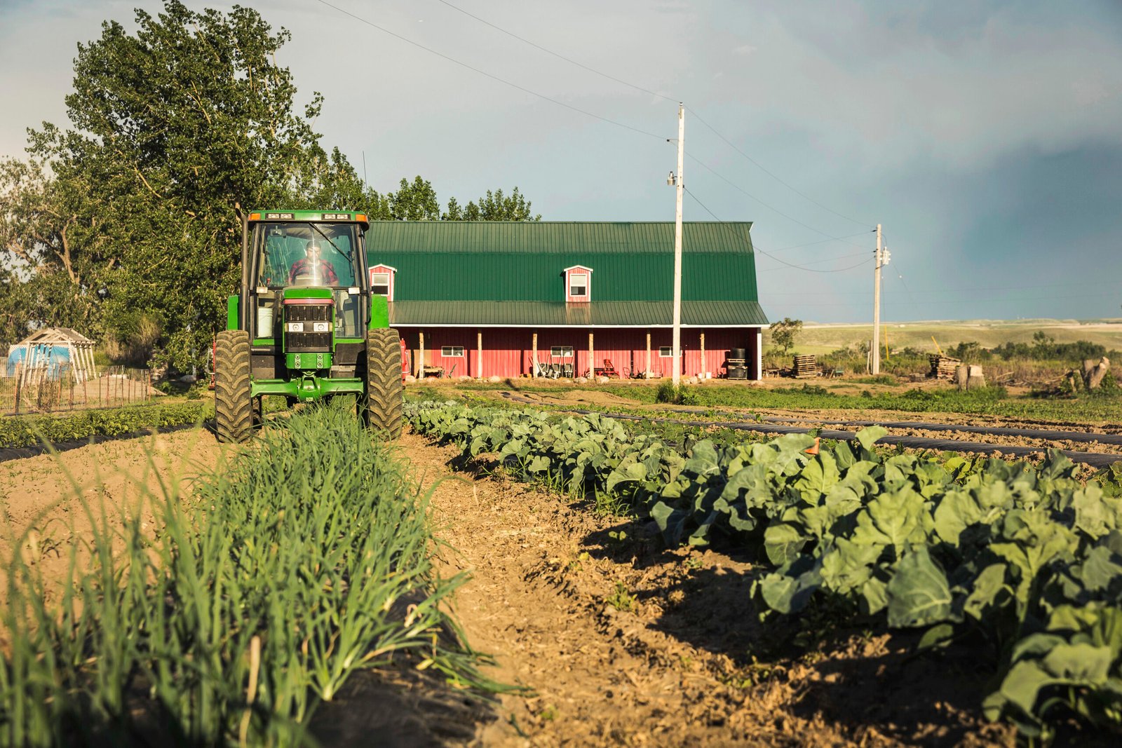 Tractor harvesting rows of vegetables on farm