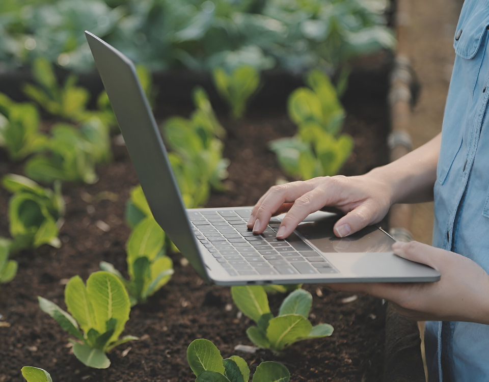 Web Design and Development